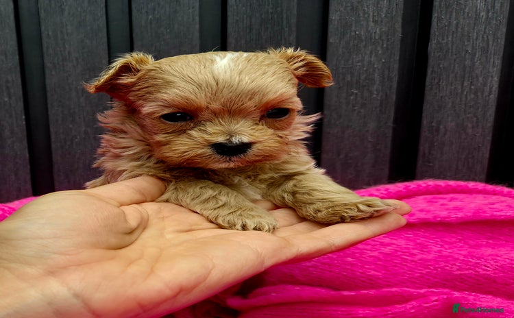 Maltipoo dogs - Advert 8