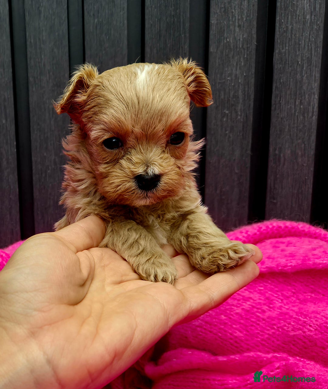 Maltipoo dogs for sale: Tiny Maltipoo Puppies for  sale - Image 1