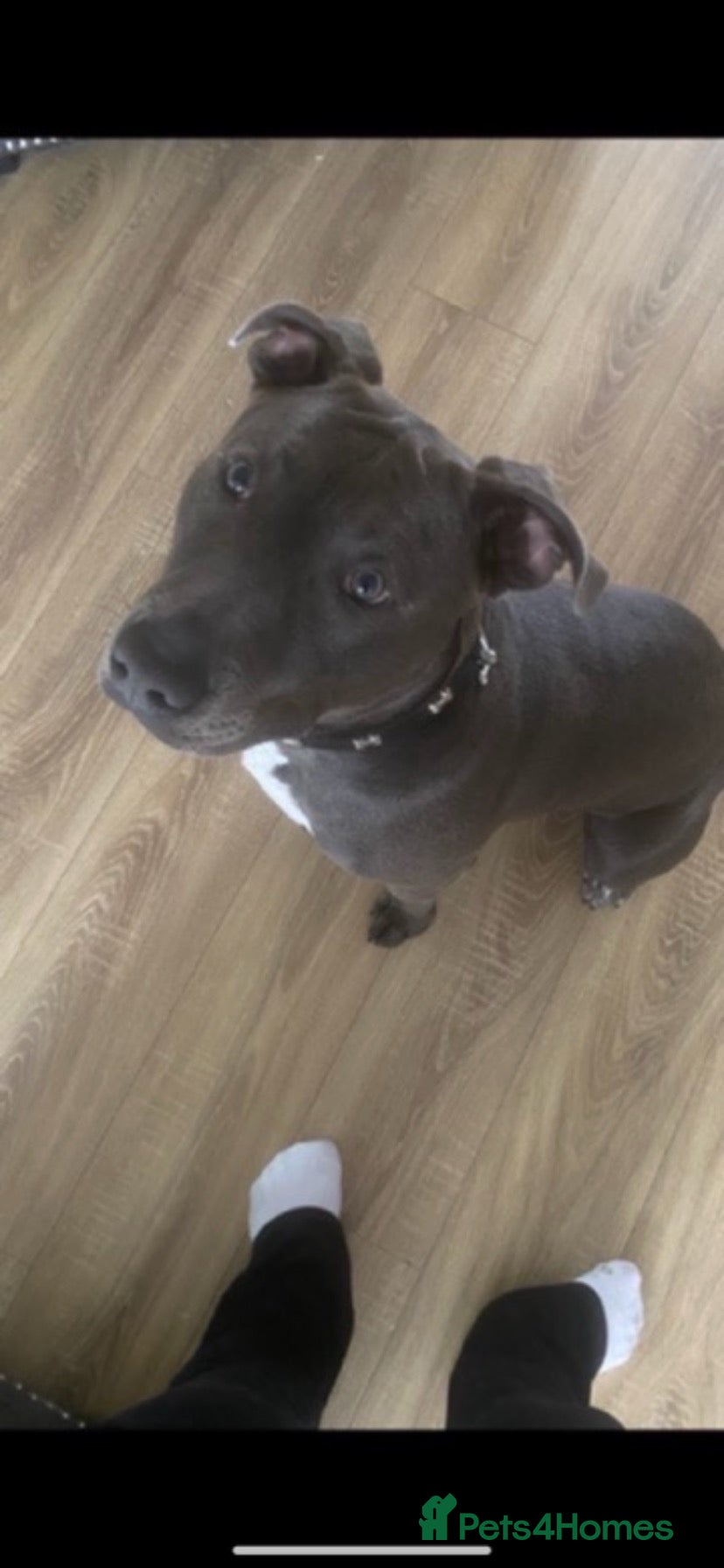 Mixed Breed dogs 10 Month Staffy X Bull terrier  - Advert 10