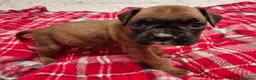 Boxer dogs for sale: Kc boxer puppies - Advert 23