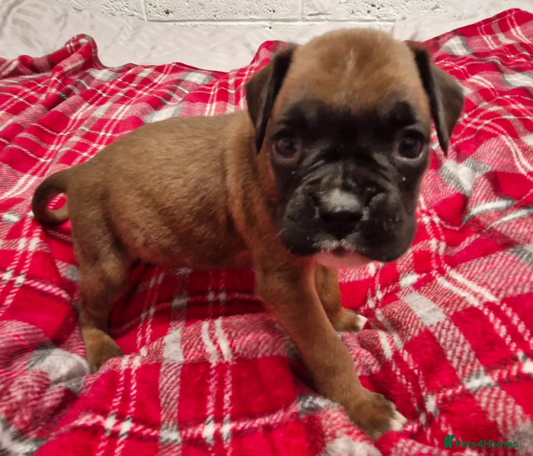 Boxer dogs for sale: Kc boxer puppies - Advert 23