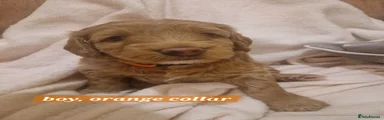 Orange collar