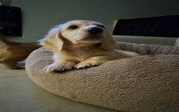 Miniature Dachshund dogs for sale: Miniature dachshunds Long haired cream KC reg  - Image 3