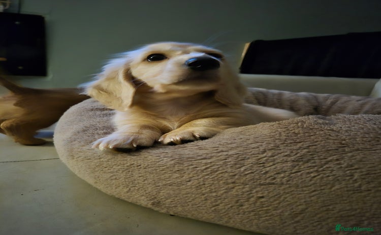 Miniature Dachshund dogs - Advert 13