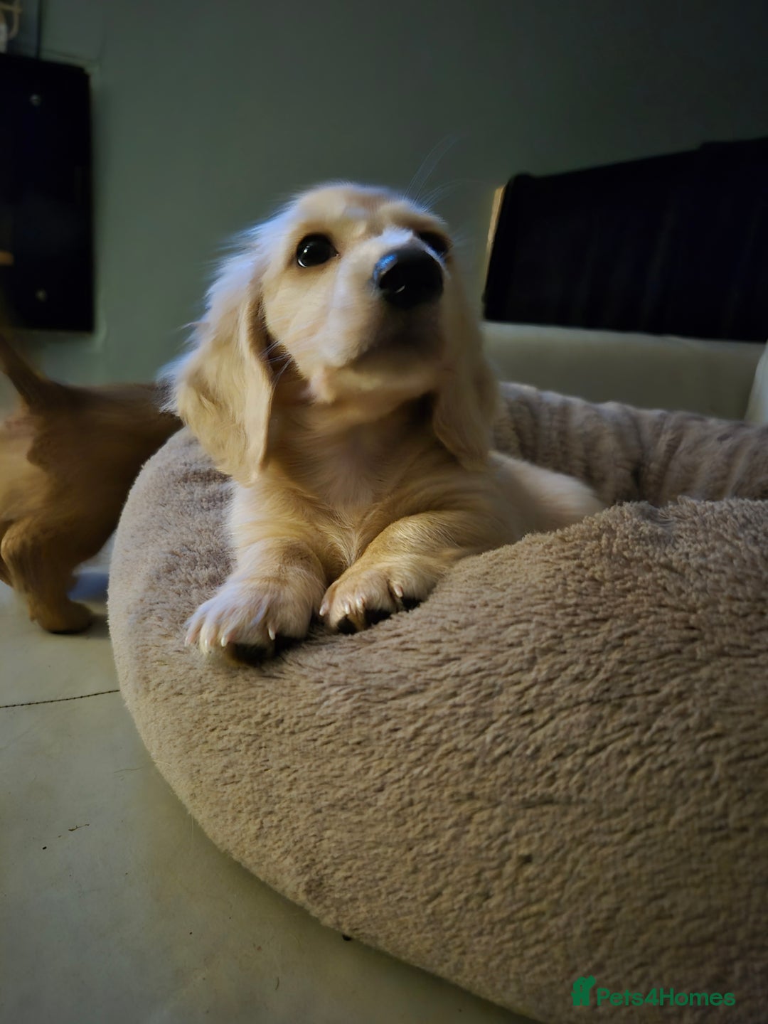 Miniature Dachshund dogs for sale: Miniature dachshunds Long haired cream KC reg  - Image 3