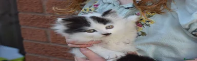 Smudge