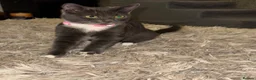 British Longhair cats for sale: Female kitten  - Advert 2