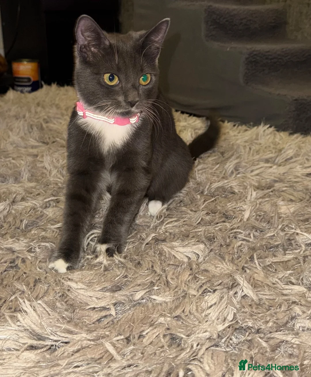 British Longhair cats for sale: Female kitten  - Advert 2