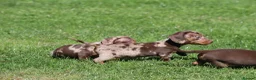 Miniature Dachshund dogs for sale: Ready now! Miniature dachshund puppies  - Advert 10