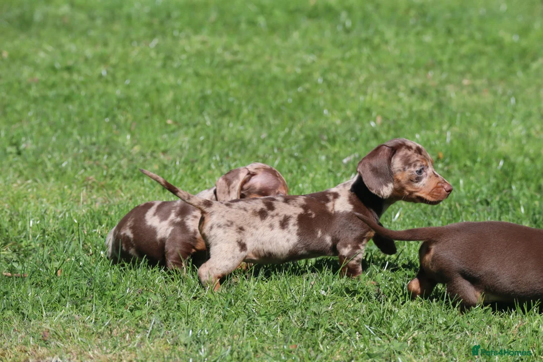 Miniature Dachshund dogs for sale: Ready now! Miniature dachshund puppies  - Advert 10
