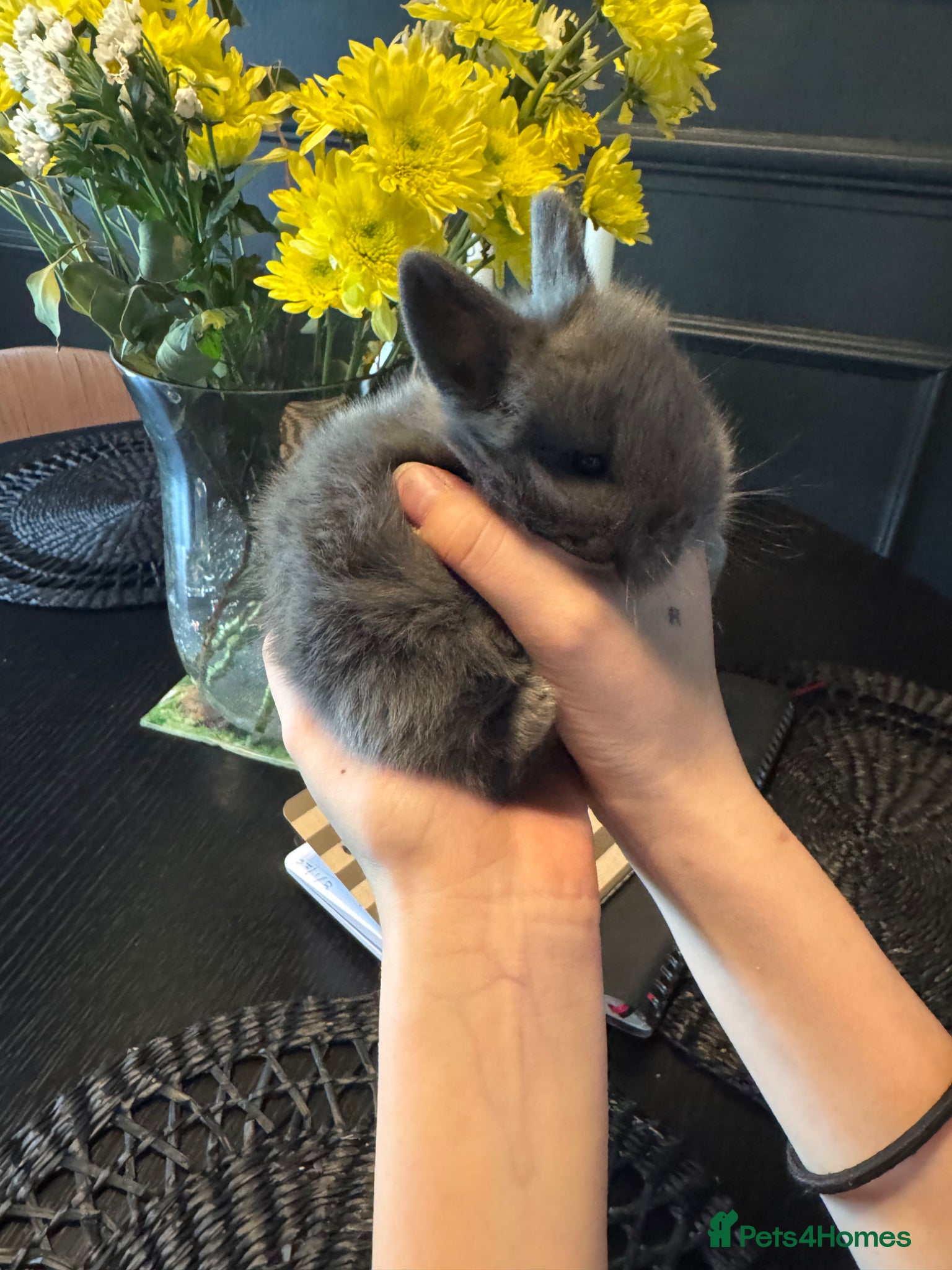 Lionhead rabbits Gorgeous baby mini lops and lionheads  for sale  - Advert 1