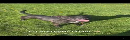 Staffordshire Bull Terrier dogs for sale: 2 x males - Staffordshire Bull Terriers in Spennymoor - Advert 1