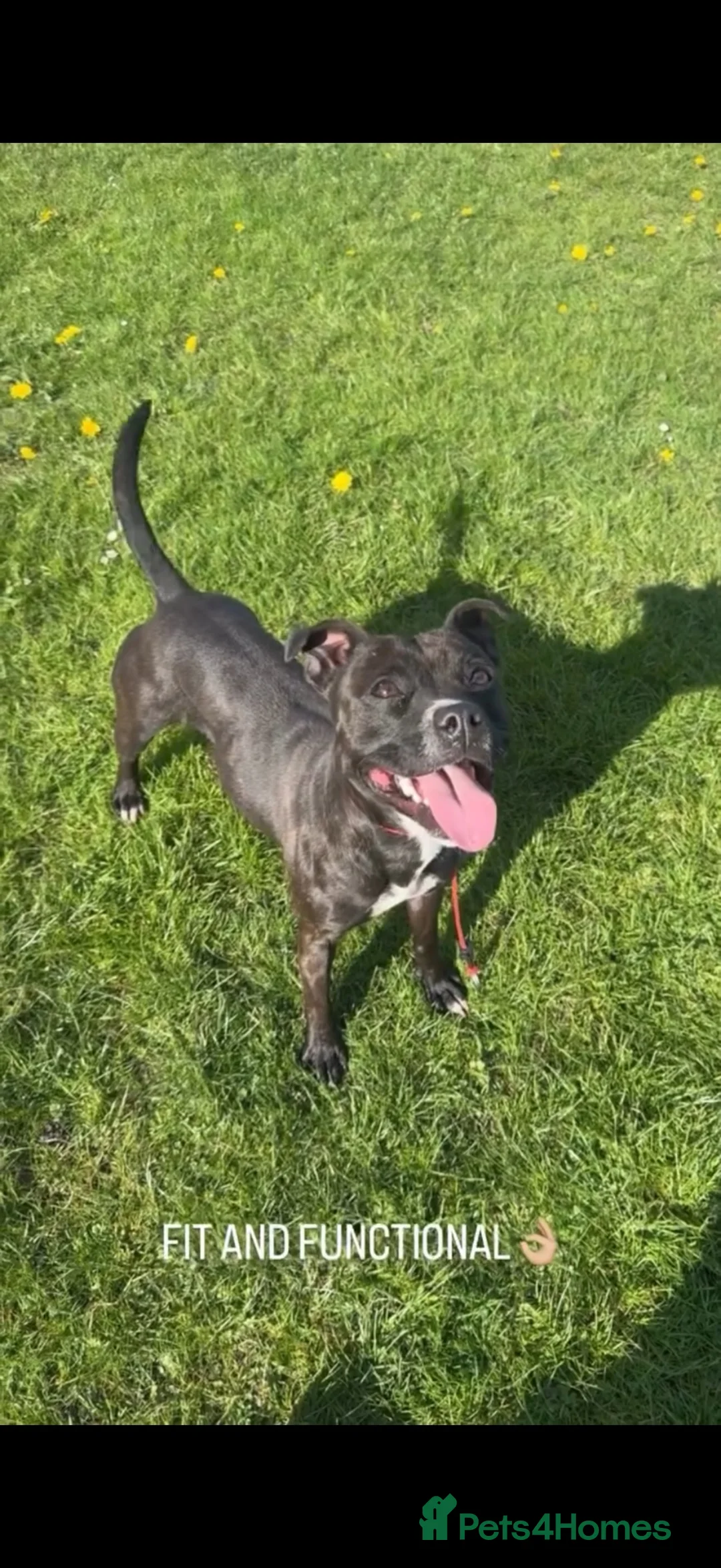 Staffordshire Bull Terrier dogs for sale: 2 x males - Staffordshire Bull Terriers in Spennymoor - Advert 1