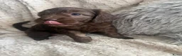 Cockapoo dogs for sale: Chocolate/Silver beige Multigen puppies - Advert 15