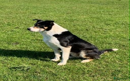 Border Collie dogs for sale: Border Collie pups  - Image 7