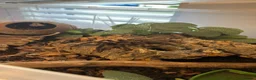 Mixed Breed reptiles for sale: Stunning Exotic Reptile Pets & Full Habitats - Advert 5