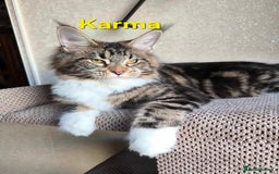 Maine Coon cats for sale:  GCCF Champion Title Maine Coon - Image 16