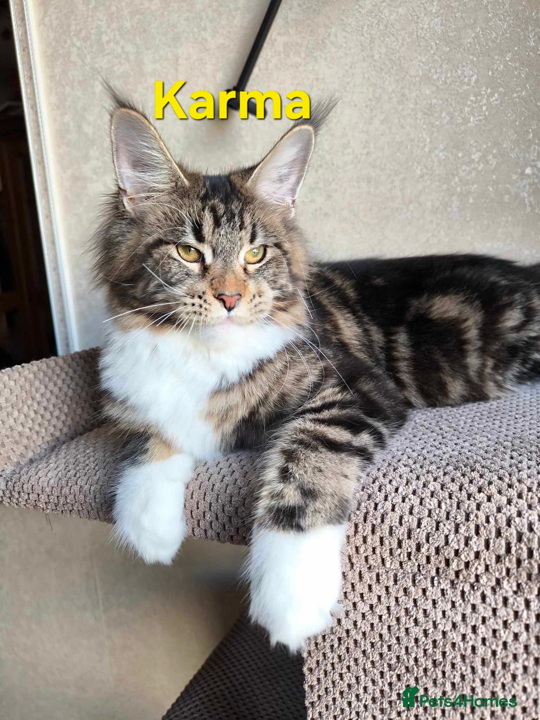 Maine Coon cats for sale:  GCCF Champion Title Maine Coon - Image 16