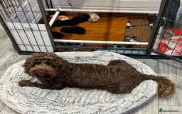 Cockapoo dogs for sale: Beautiful F1b Cockapoo puppies  - Image 4