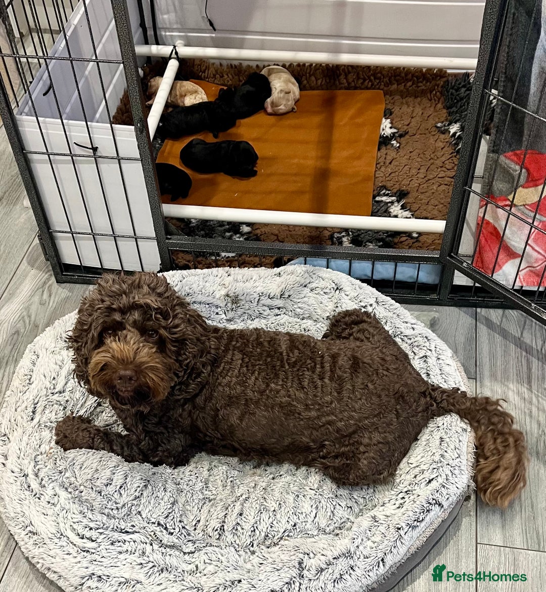 Cockapoo dogs for sale: Beautiful F1b Cockapoo puppies  - Image 4