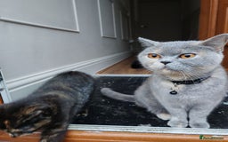 British Shorthair cats for sale: 2 year old British short hair  - Advert 2