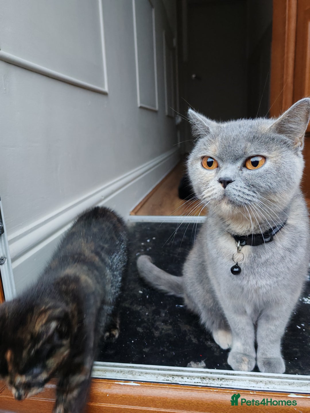 British Shorthair cats for sale: 2 year old British short hair  - Advert 2