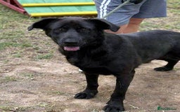 Labrador Retriever dogs for adoption: 🐾💖 Teddy-Black Pearl with a Golden Soul 💖🐾 - Image 6