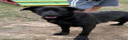 Labrador Retriever dogs for adoption: 🐾💖 Teddy-Black Pearl with a Golden Soul 💖🐾 - Advert 6