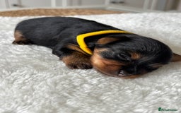 Yorkshire Terrier dogs for sale: ❤️Miniature yorkshire terrier puppies ☘️ - Image 13