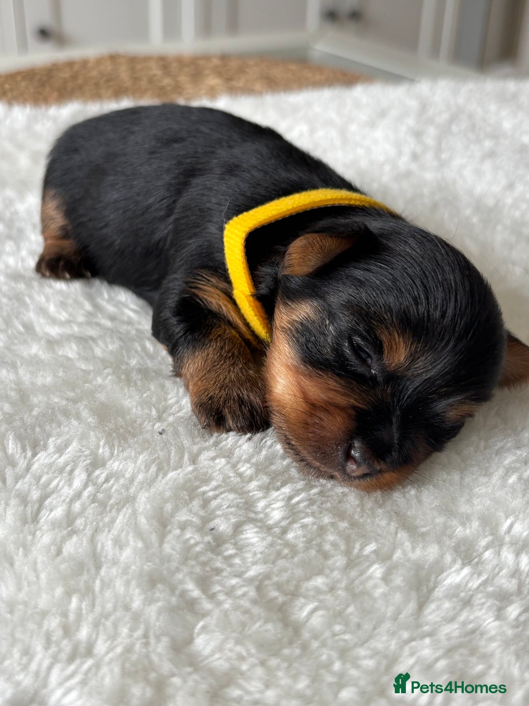 Yorkshire Terrier dogs for sale: ❤️Miniature yorkshire terrier puppies ☘️ - Image 13