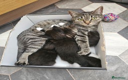 Mixed Breed cats for sale: 4 stunning bengal cross kittens ready 14/09/25 - Image 8