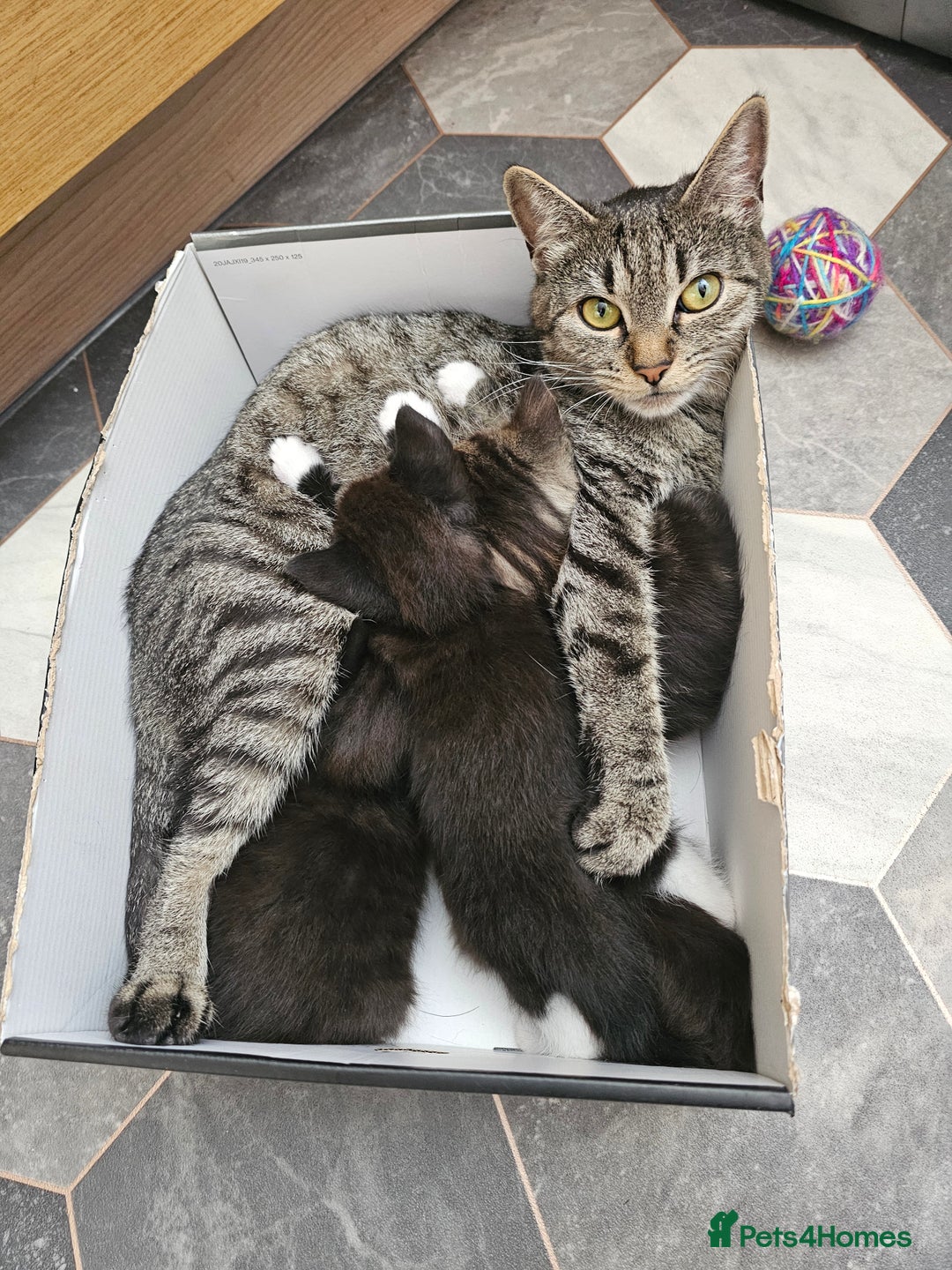 Mixed Breed cats for sale: 4 stunning bengal cross kittens ready 14/09/25 - Image 8