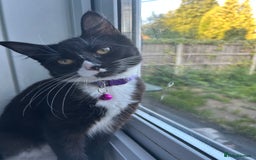 Mixed Breed cats for sale: Female kitten looking for home - Image 3