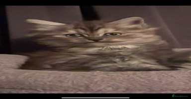 Mixed Breed cats - Advert 8