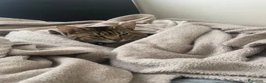 British Shorthair 2 gizmo 