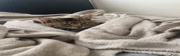 British Shorthair cats for sale: two male cats for sale  - Advert 5