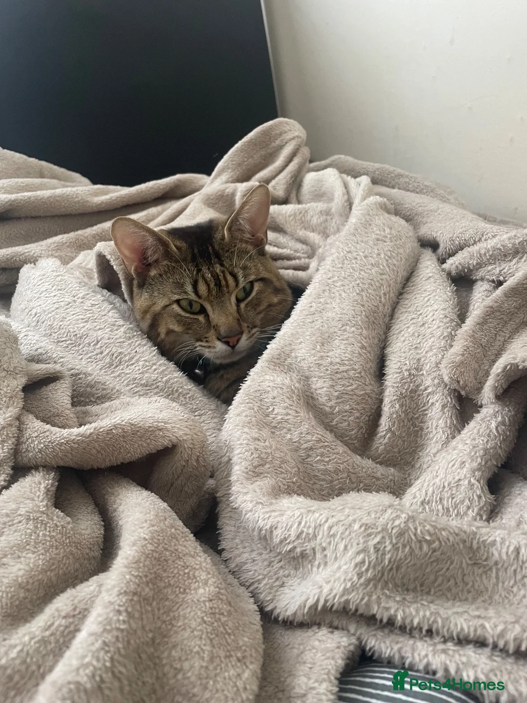British Shorthair cats for sale: two male cats for sale  - Advert 5