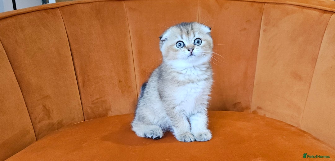 Scottish Fold cats for sale: Excellent Scottish fold kittens  - Image 27