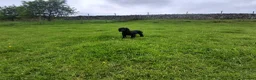 Cocker Spaniel dogs for sale: 14 week old Working Cocker Spaniel Male - Advert 6