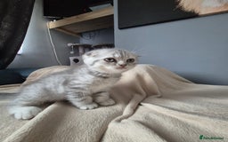 Scottish Fold cats for sale: Scottish Fold/Straight kittens  - Image 21