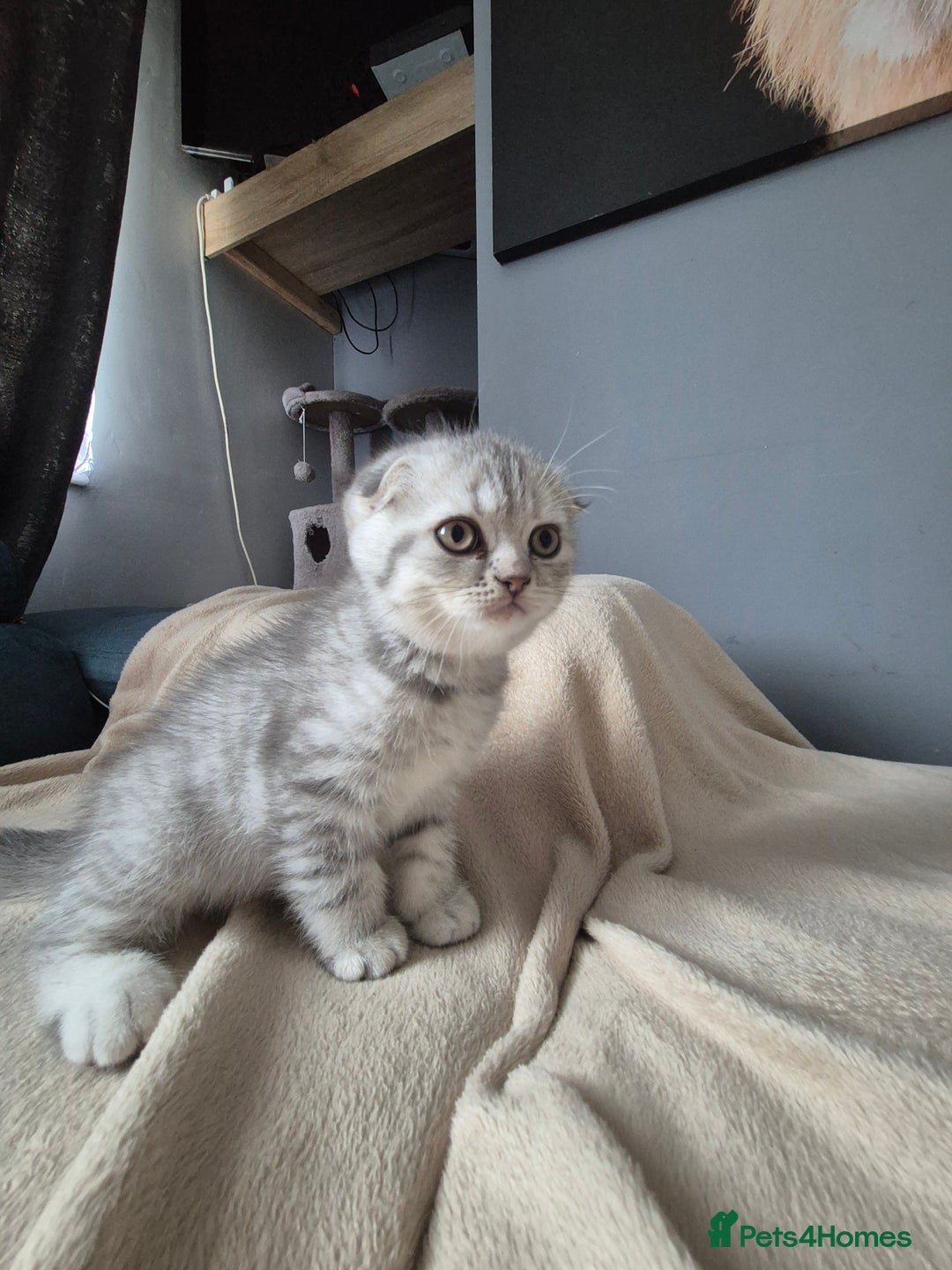 Scottish Fold cats for sale: Scottish Fold/Straight kittens  - Image 21