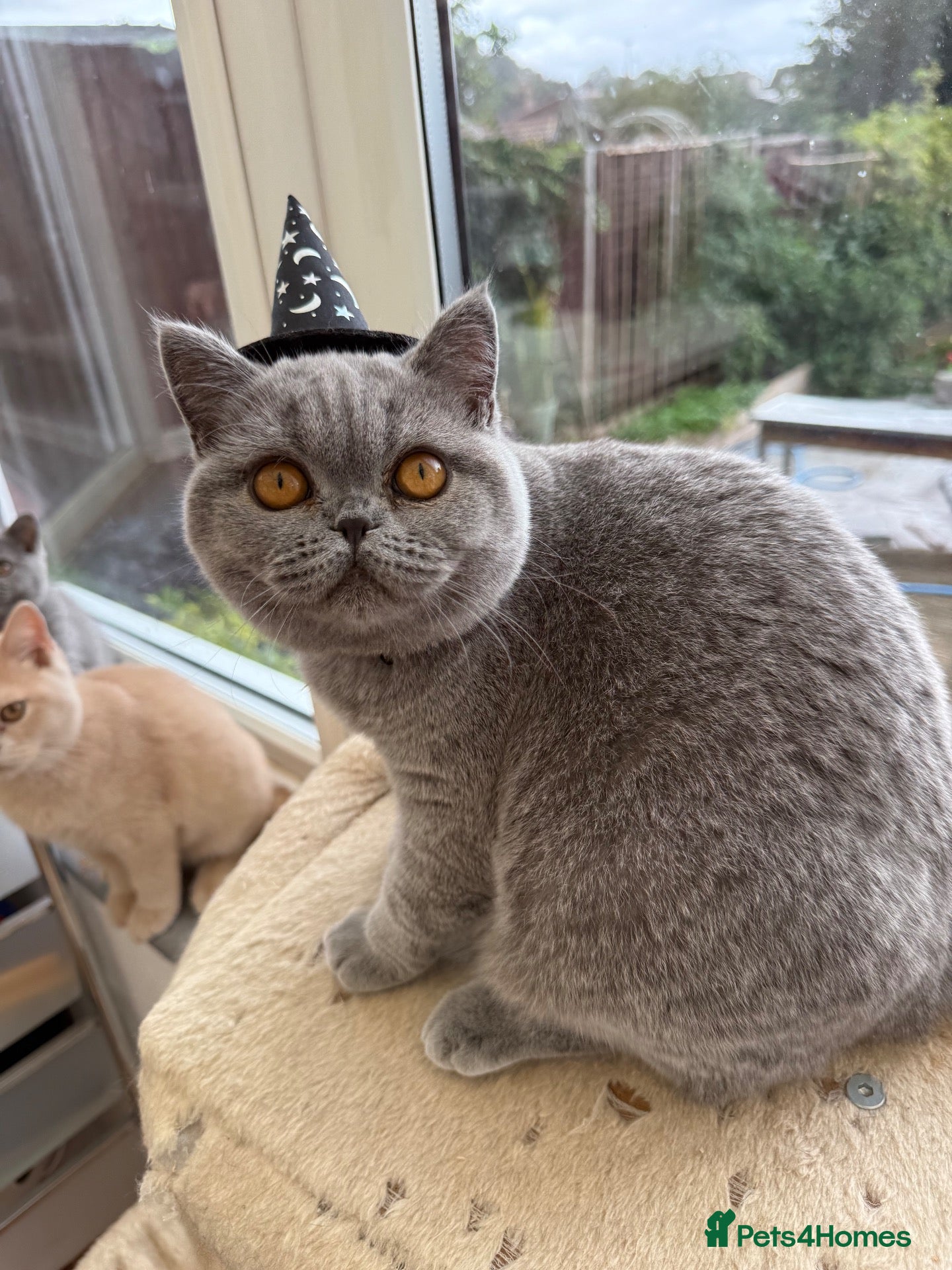 British Shorthair cats Show Quality pedigree BSH kitten ready to go now! - Advert 1