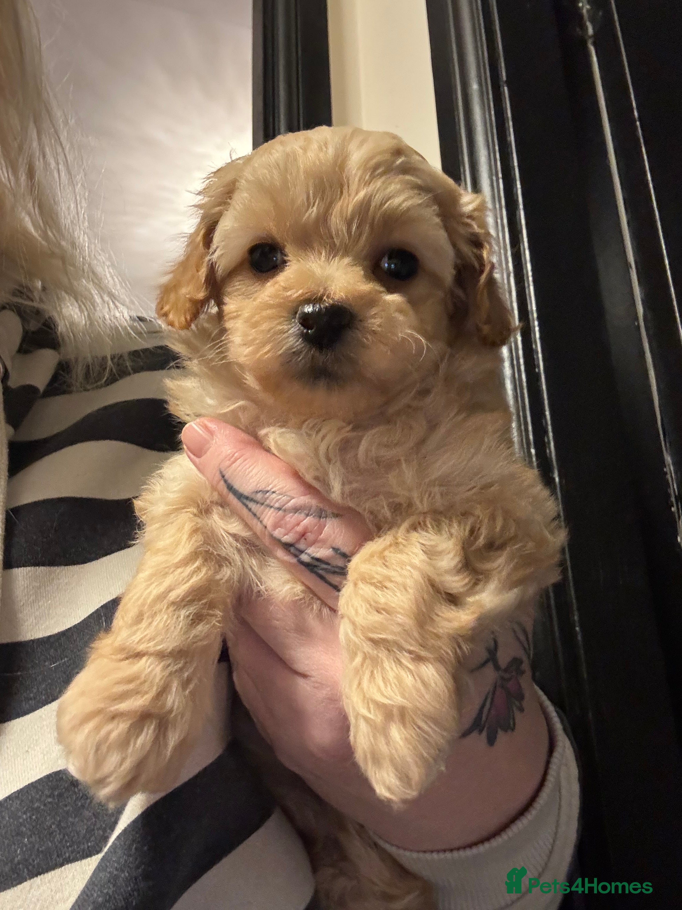 Maltipoo dogs Teddy Bear maltipoo puppies  - Advert 11