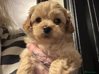 Maltipoo dogs Teddy Bear maltipoo puppies - Advert 11