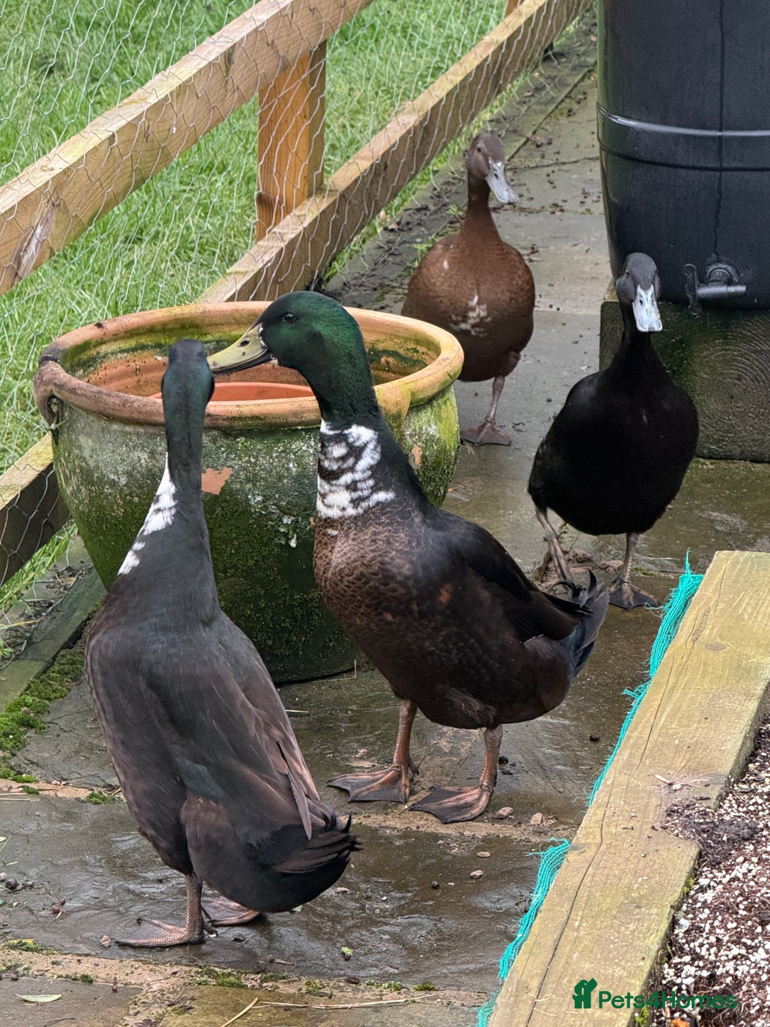 Ducks poultry for sale: Runner Ducks  - Advert 4