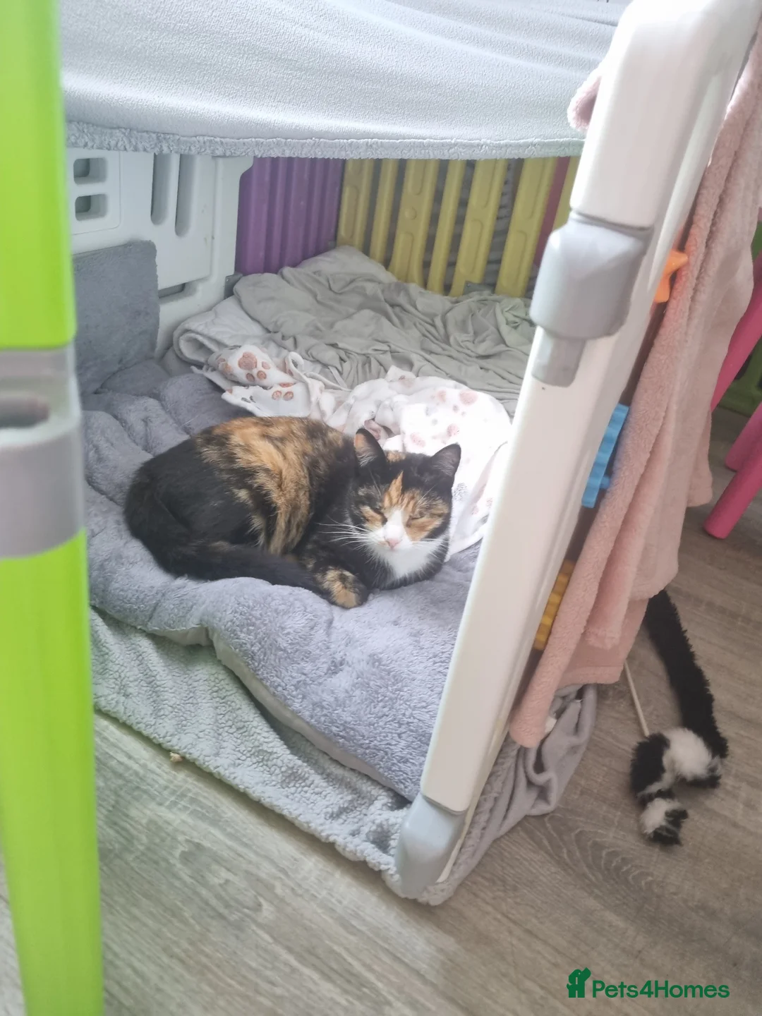 Mixed Breed cats for sale: 2 female tortishell  - Advert 15