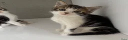 Mixed Breed cats for sale: 2 mixed Norwegian kittens - Advert 4