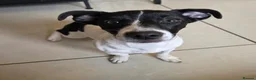 Jack Russell dogs for sale: Lovely jack russell sadly needs a new home. - Advert 2