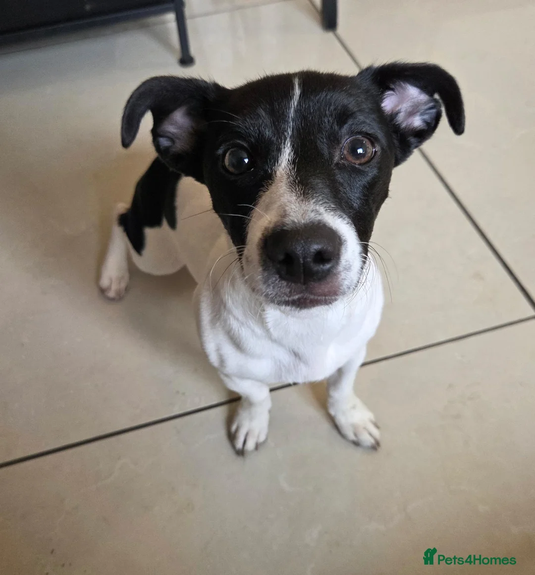 Jack Russell dogs for sale: Lovely jack russell sadly needs a new home. - Advert 2