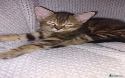 Mixed Breed cats for sale: Lovely confident kittens - Image 5